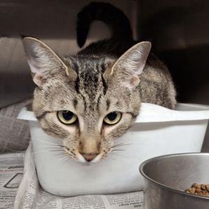 Lewey 2024 Domestic Short Hair Cat