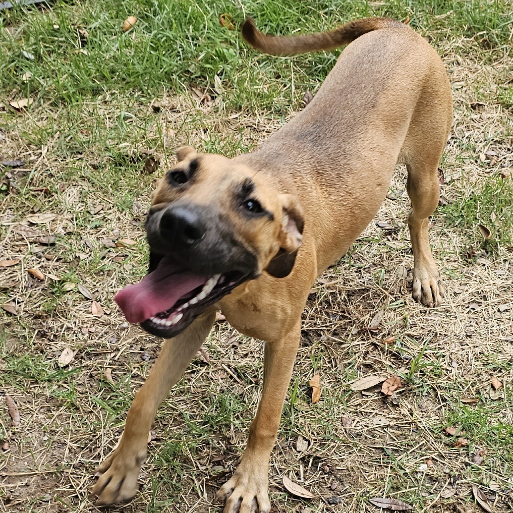 Penny