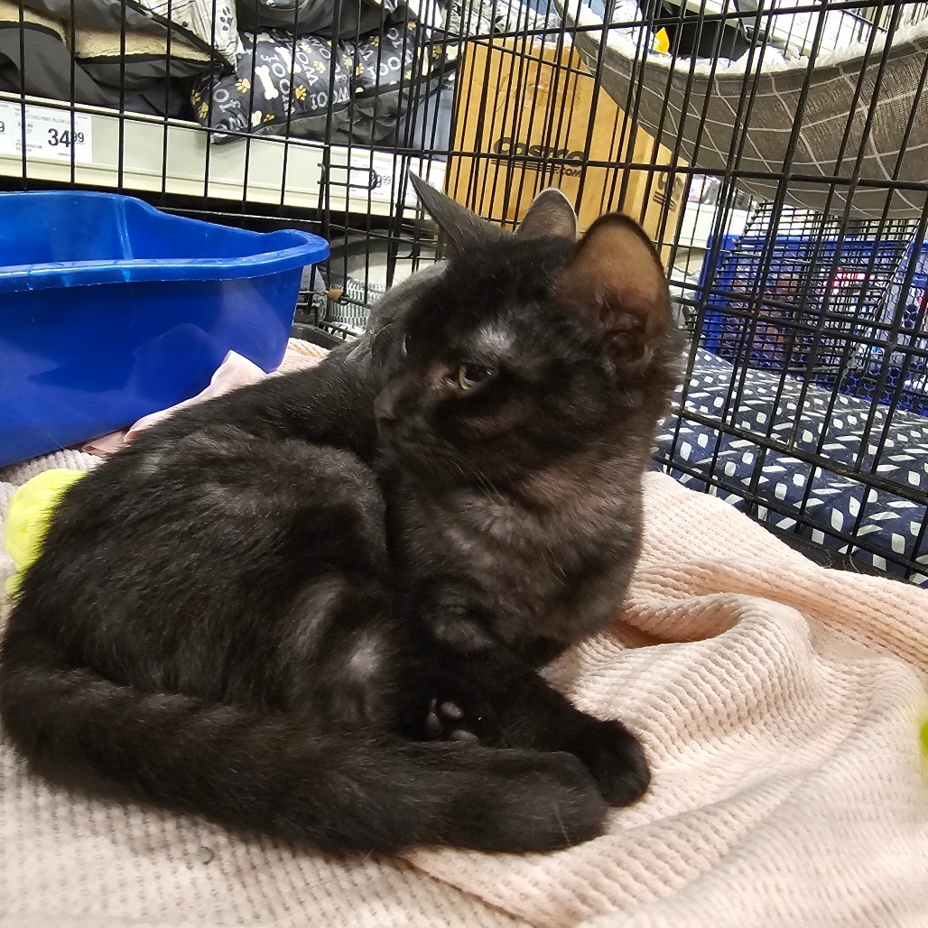 Salem
