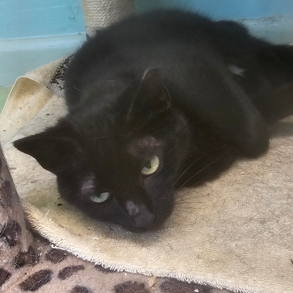 Nyx
