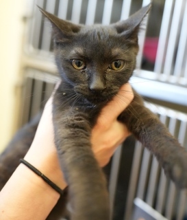 Opal, Baby Female unknown