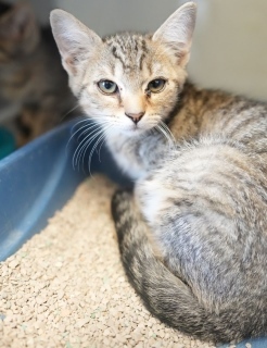 Quincy, Baby Male unknown