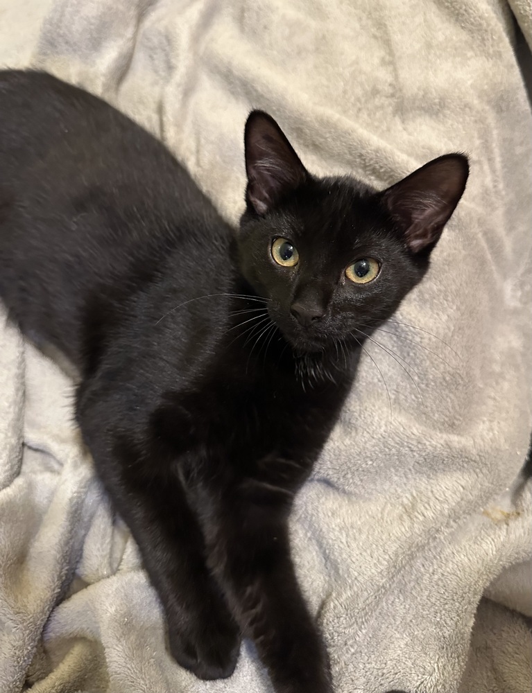 Titus