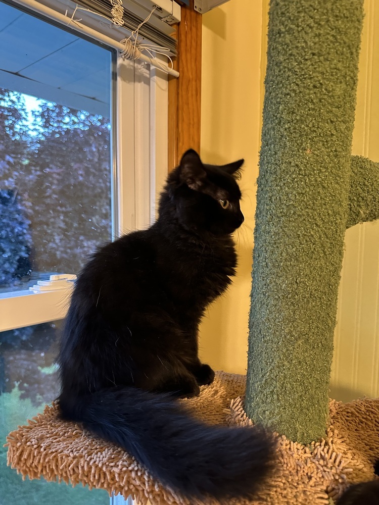 Emmett
