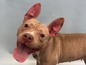 Bella, Adult Female unknown