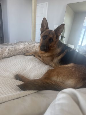 Hans