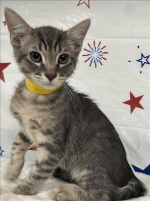CHIQUITO 1 Domestic Short Hair Cat