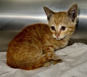 ANGEL Domestic Short Hair Cat
