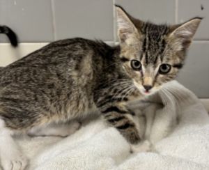 DOMINO Domestic Short Hair Cat