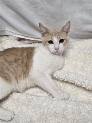 A2208076 Domestic Short Hair Cat