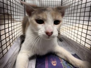 A2206759 Domestic Short Hair Cat