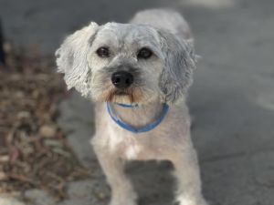 BUDDY Lhasa Apso Dog