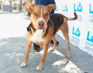 SNICKER Pit Bull Terrier Dog