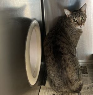 A2205934 Domestic Short Hair Cat