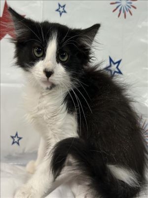 ANA Domestic Medium Hair Cat
