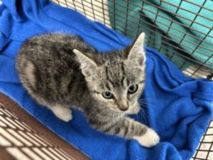 HOUDINI Domestic Short Hair Cat