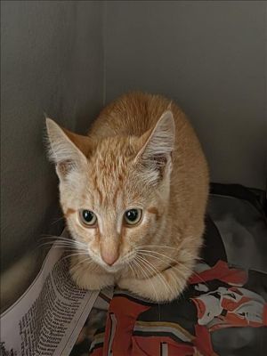 BITSY Domestic Short Hair Cat