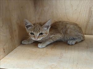 TIPSY Domestic Short Hair Cat