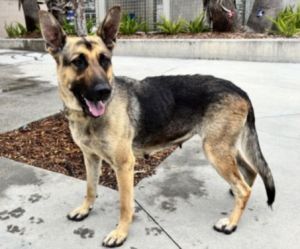 JENNY German Shepherd Dog Dog