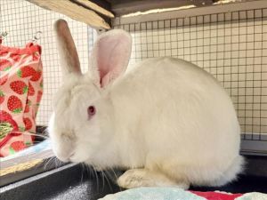 SNOW WHITE, Adult Female unknown
