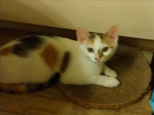 PLUM Domestic Short Hair Cat