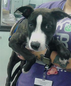 COOKIE Staffordshire Bull Terrier Dog