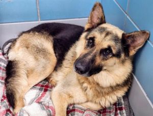 LEVI German Shepherd Dog Dog