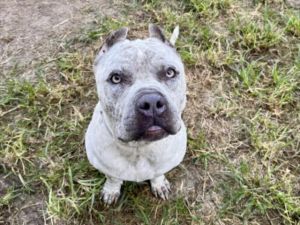 ROYALTY Staffordshire Bull Terrier Dog