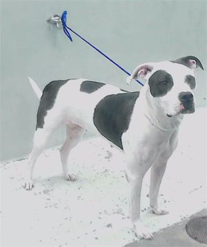 SARAI Staffordshire Bull Terrier Dog