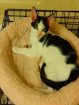 BEANS Domestic Short Hair Cat