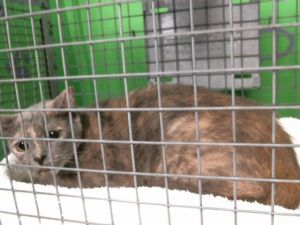 LUNA Domestic Short Hair Cat