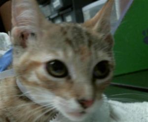 JUNIE Domestic Short Hair Cat