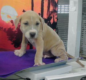 RANDY Staffordshire Bull Terrier Dog