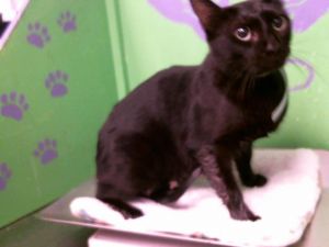 MELODY Domestic Short Hair Cat