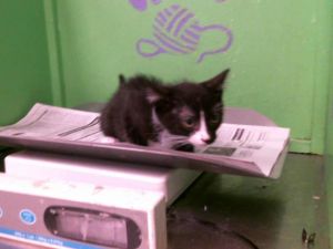 PUMPUM Domestic Short Hair Cat