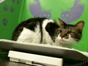 JJ Domestic Short Hair Cat