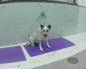 RAISIN Australian Cattle Dog / Blue Heeler Dog