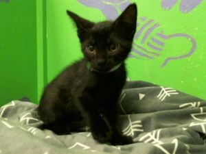 MILLER Domestic Short Hair Cat