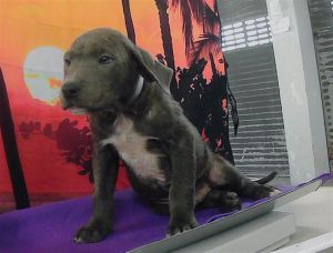 MICHAEL Staffordshire Bull Terrier Dog