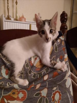 PEACH Domestic Medium Hair Cat