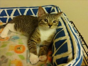 APPLE Domestic Short Hair Cat