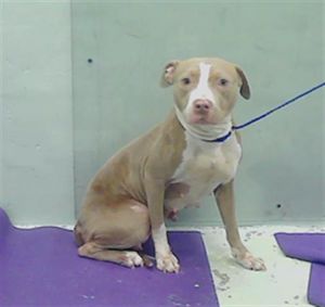 COCO American Staffordshire Terrier Dog