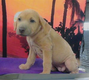 JANET Staffordshire Bull Terrier Dog