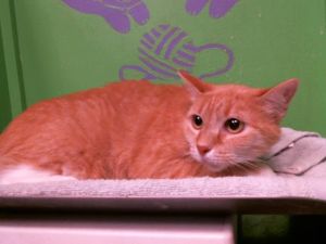LASAGNA Domestic Short Hair Cat