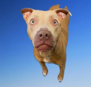 PIPPA Staffordshire Bull Terrier Dog