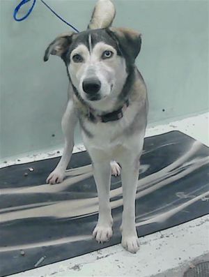 DARLA Siberian Husky Dog