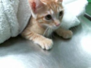AUGGIE Domestic Short Hair Cat