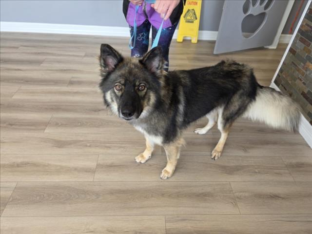 ARIEL, an adoptable Keeshond, German Shepherd Dog in Houston, TX, 77026 | Photo Image 1