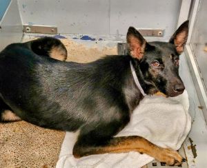 CAROL Belgian Shepherd / Malinois Dog