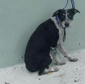 PINTITA Australian Cattle Dog / Blue Heeler Dog